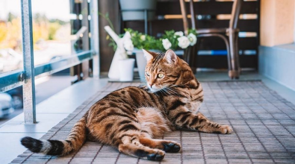 Hoe een balkon voor een kat regelen?